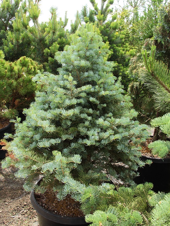 Abies Concolor Archer's Dwarf Specimen 2245 | Conifer Kingdom