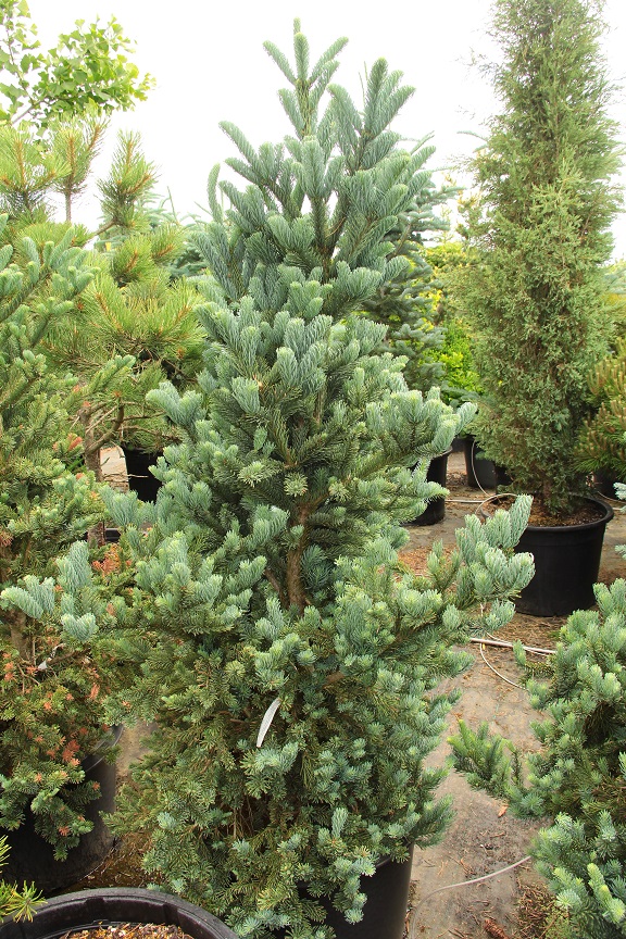 Abies procera 'Danish Column' Specimen 2263 | Conifer Kingdom