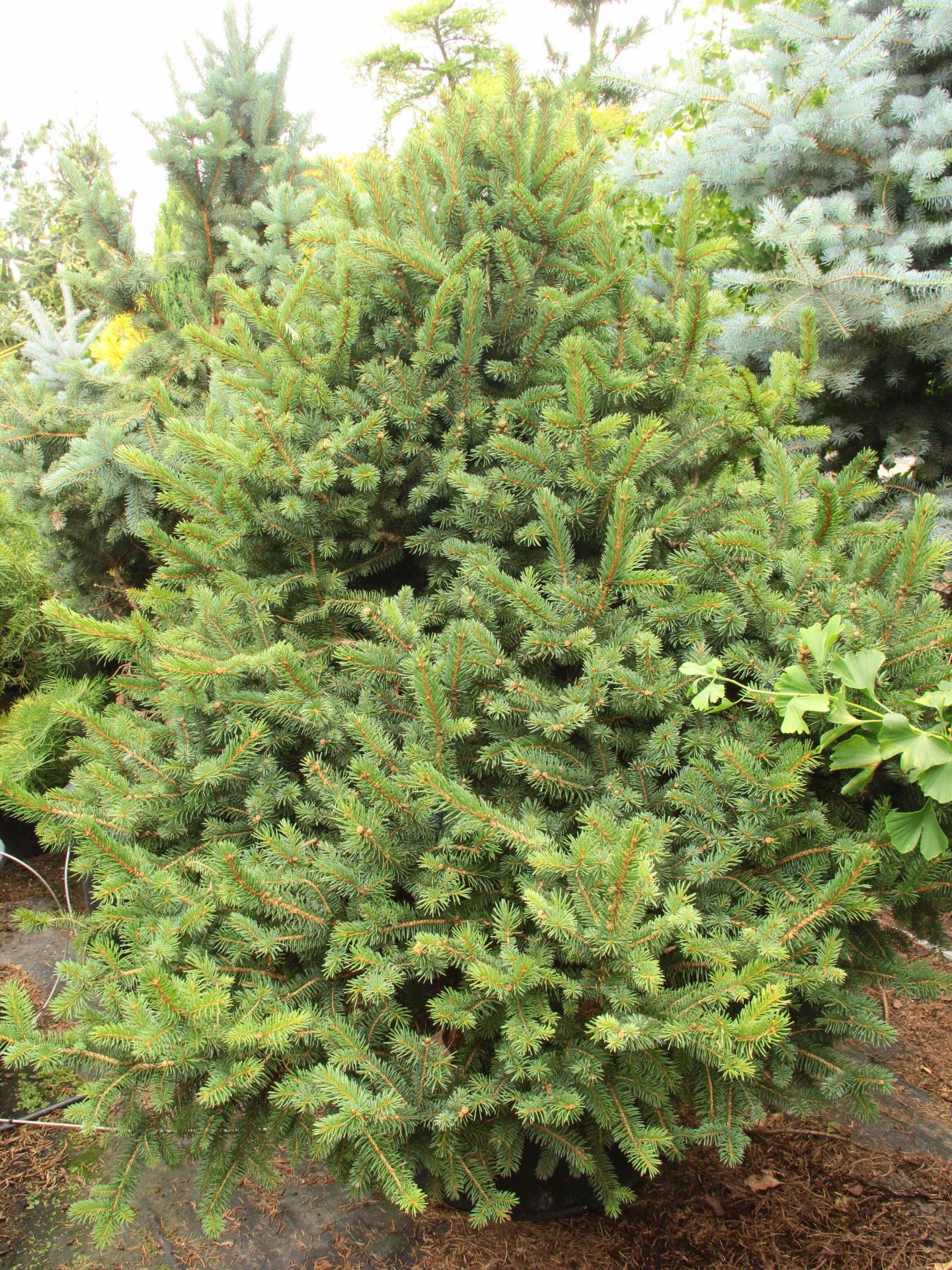 Buy Picea Pungens 'kasek' Specimen 2298 