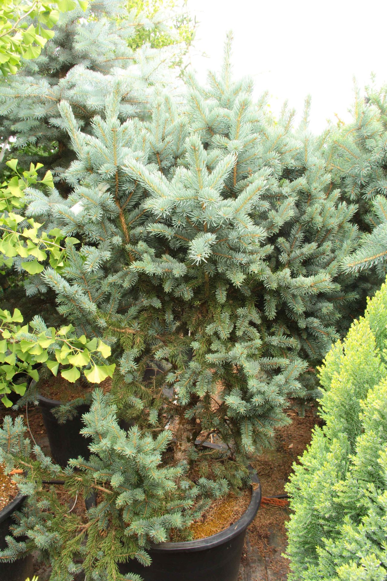 Buy Picea pungens 'Wieslaw' Specimen 2270 | Conifer Kingdom