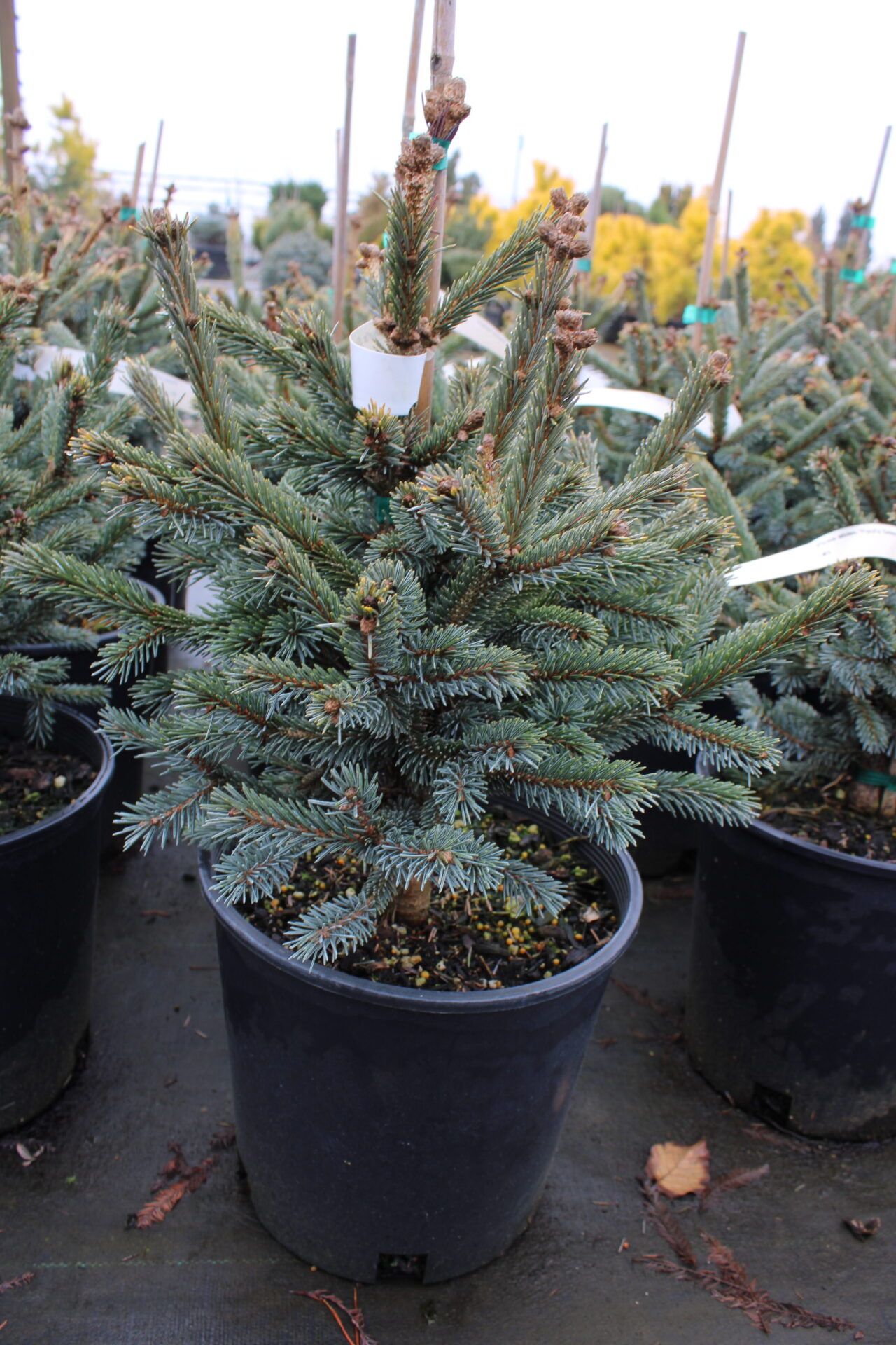 Picea abies 'Paul's Select' Norway Spruce | Conifer Kingdom