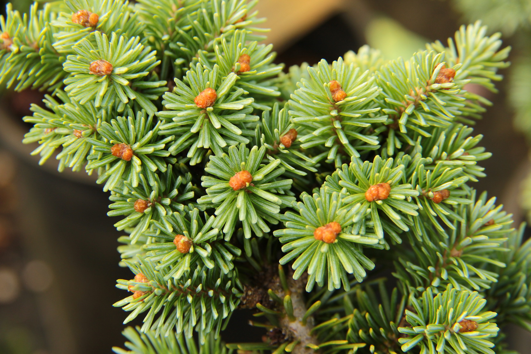 Abies Balsamea Oxford Blue Balsam Fir Conifer Kingdom 4489