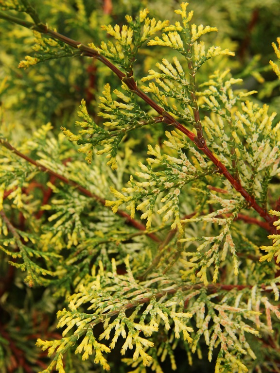 Special Variegated Hinoki Cypress Seedlings 