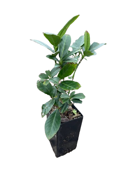 Dwarf English Laurel | Conifer Kingdom