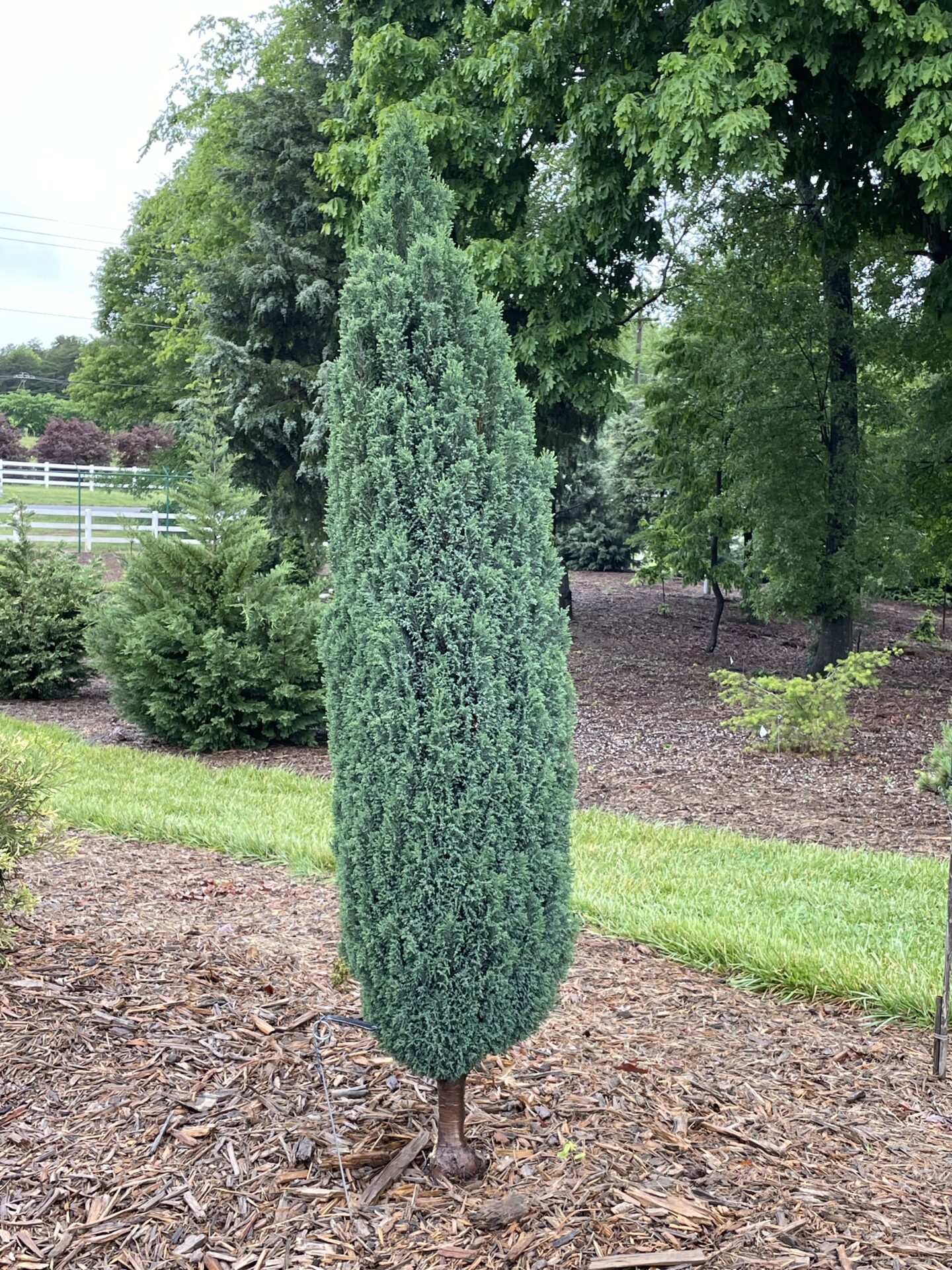 Chamaecyparis lawsoniana 'Ellwood's Pillar' Cypress