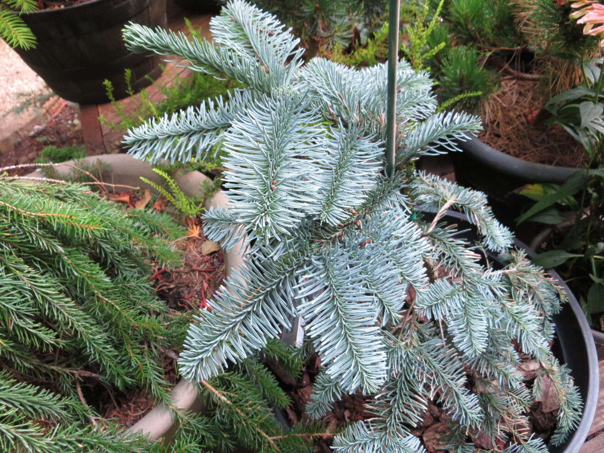 Abies procera 'Hupp's Blue' Noble Fir | Conifer Kingdom