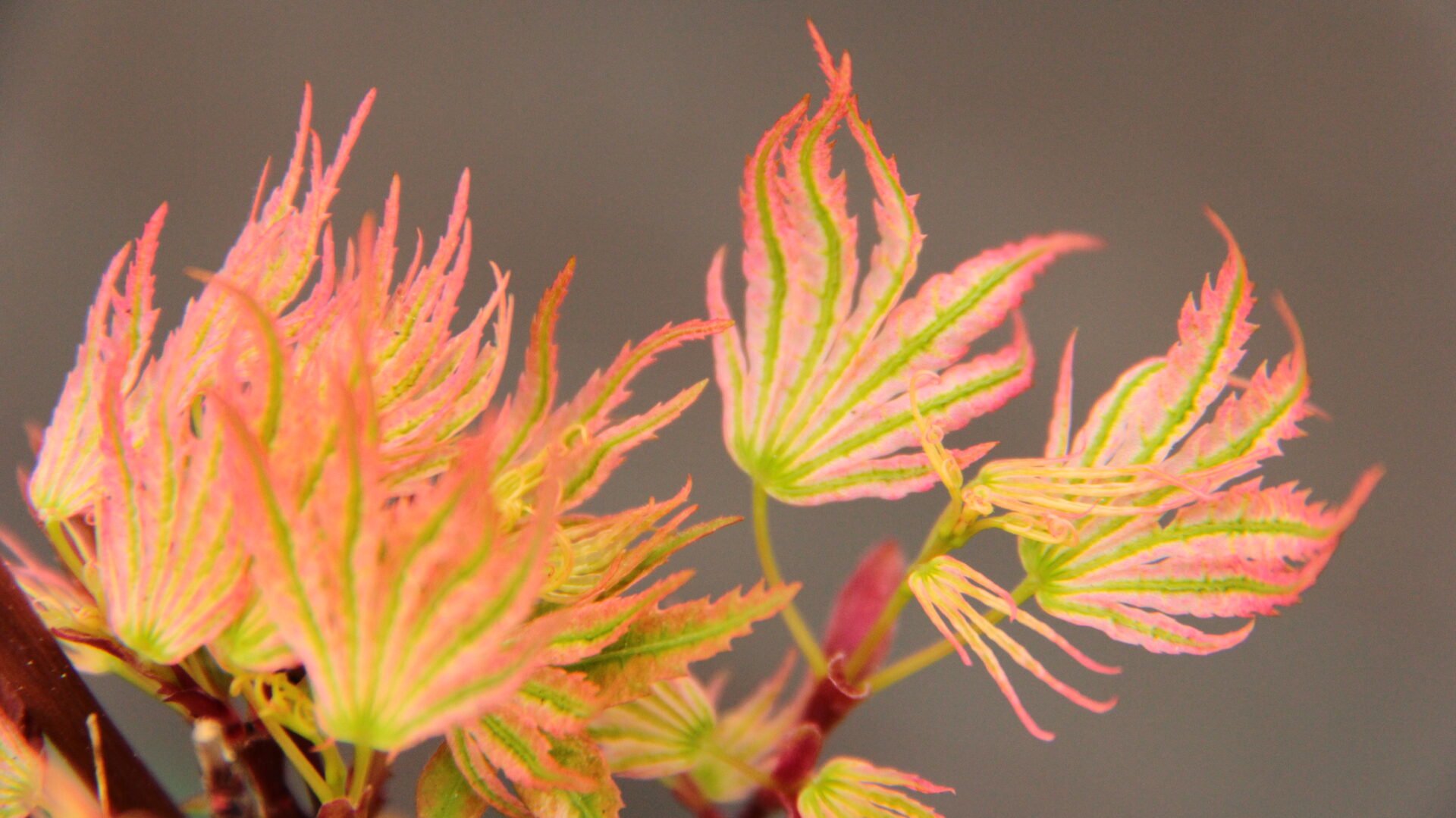 'Shin hikasa' Japanese Maple | Conifer Kingdom