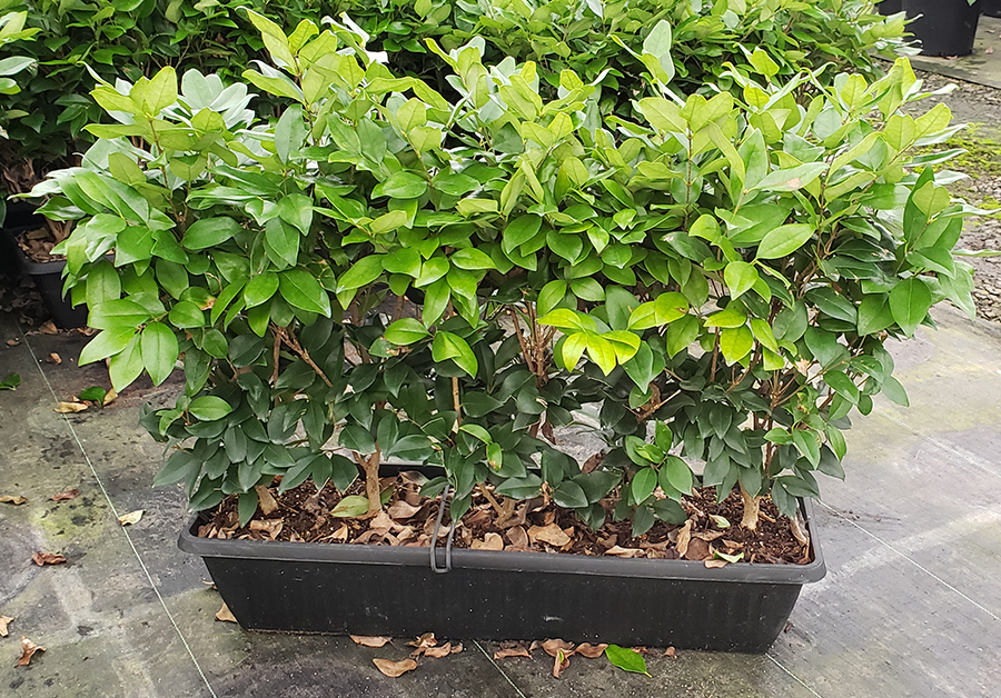 Ligustrum japonicum 'Texanum' Waxleaf Privet MiniHedge | Conifer Kingdom