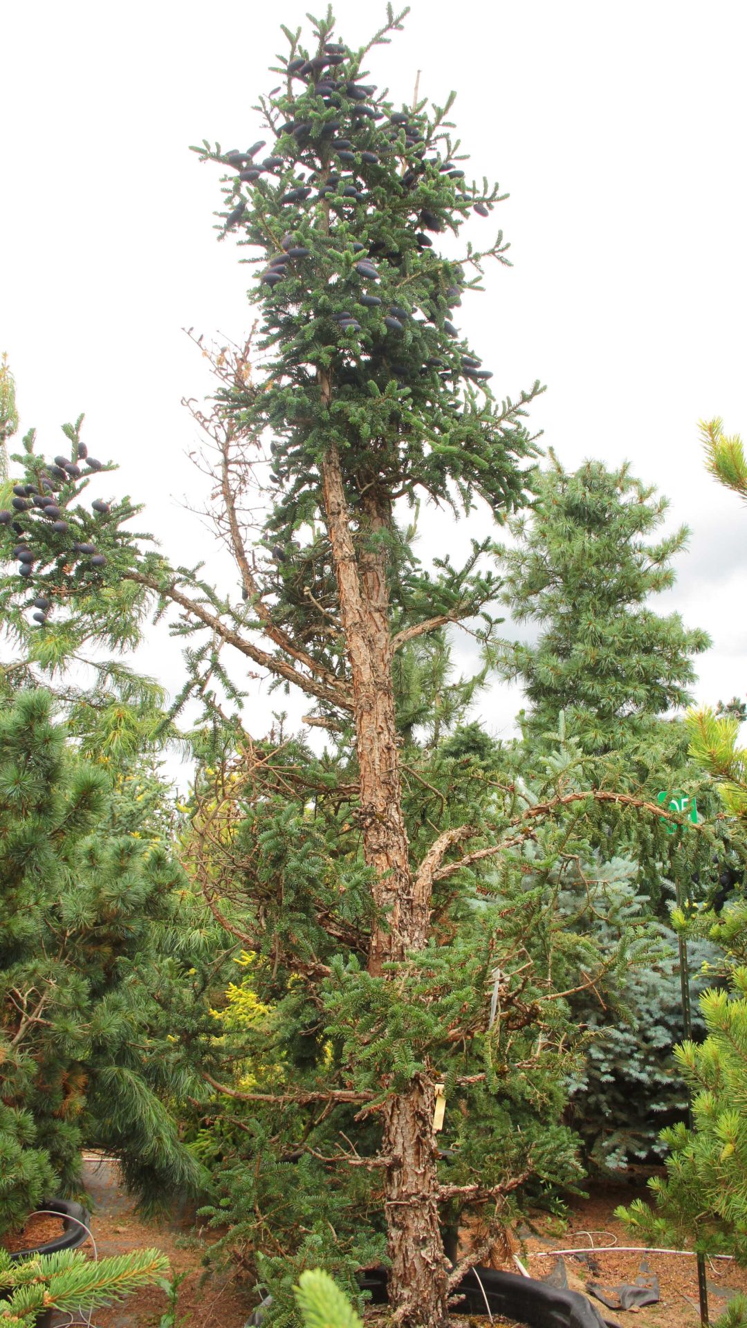 Abies Squamata 'flaky' Specimen 1580 