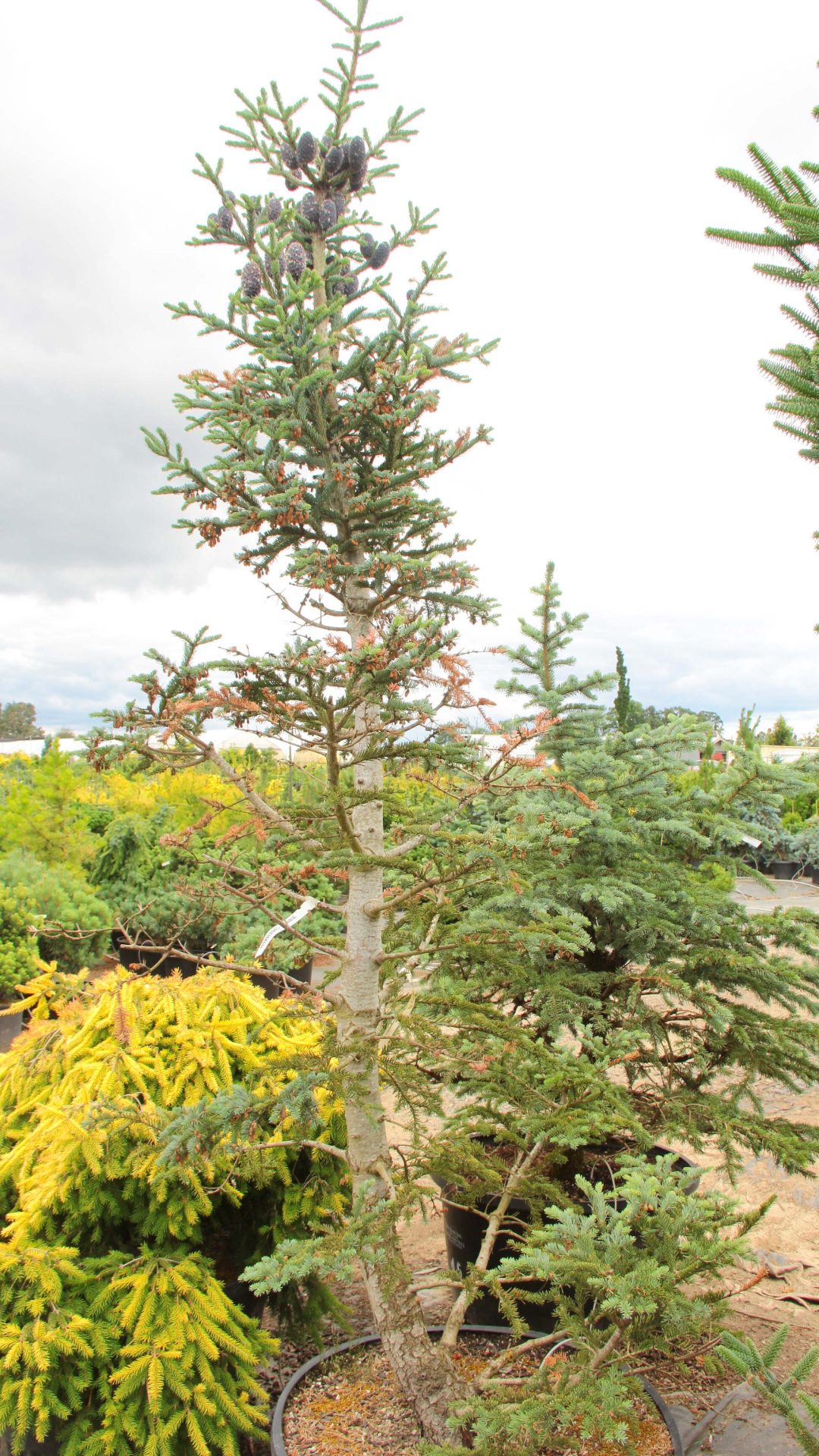 Abies vejarii 'Mountain Blue' Specimen 2189 | Conifer Kingdom