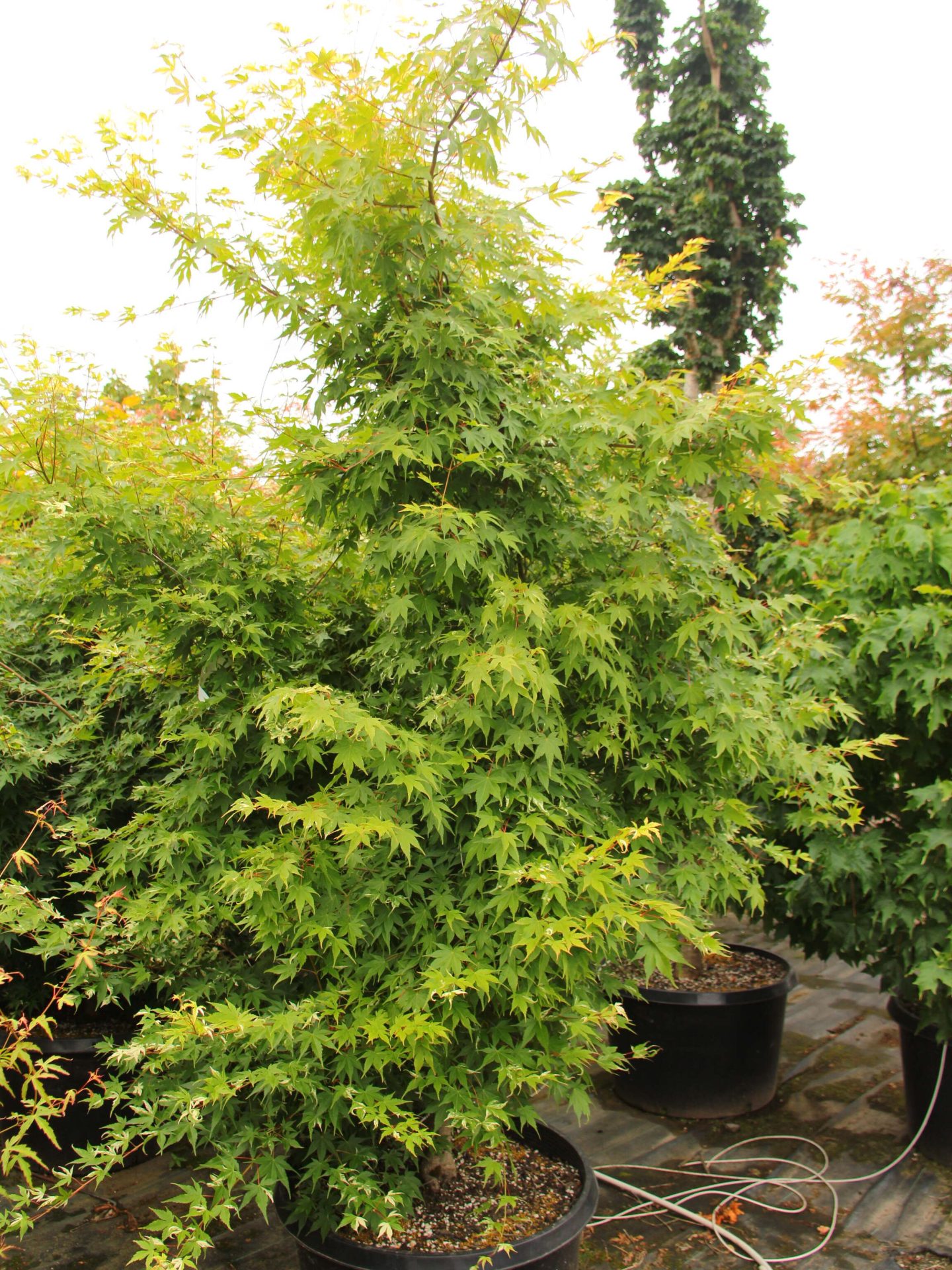 Acer palmatum 'Asahi zuru' Specimen 2359 | Conifer Kingdom