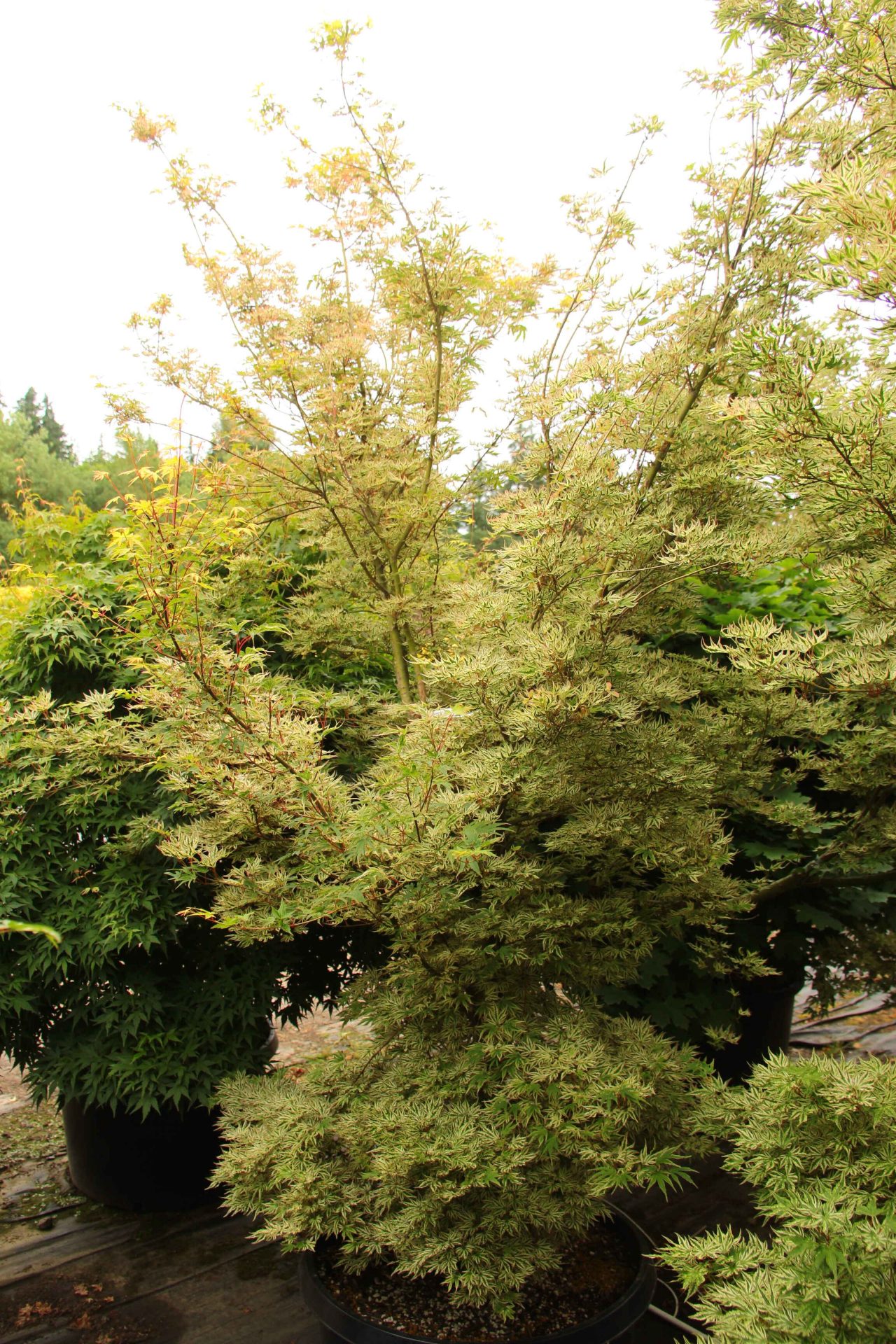 Acer Palmatum 'ikandi' Specimen 2360 