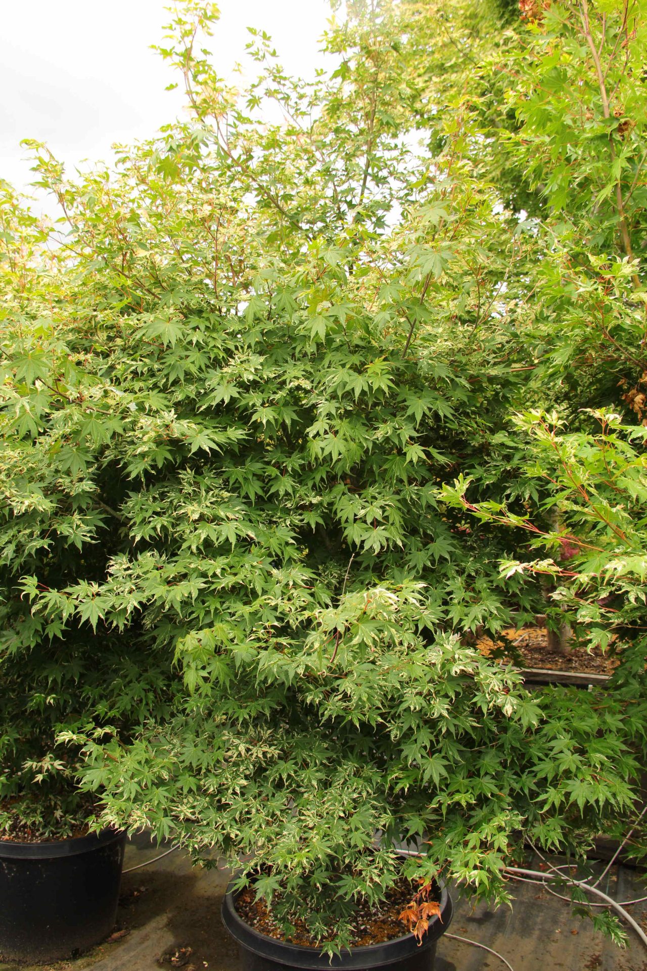 Acer palmatum 'Koto buki' Specimen 2355 | Conifer Kingdom'