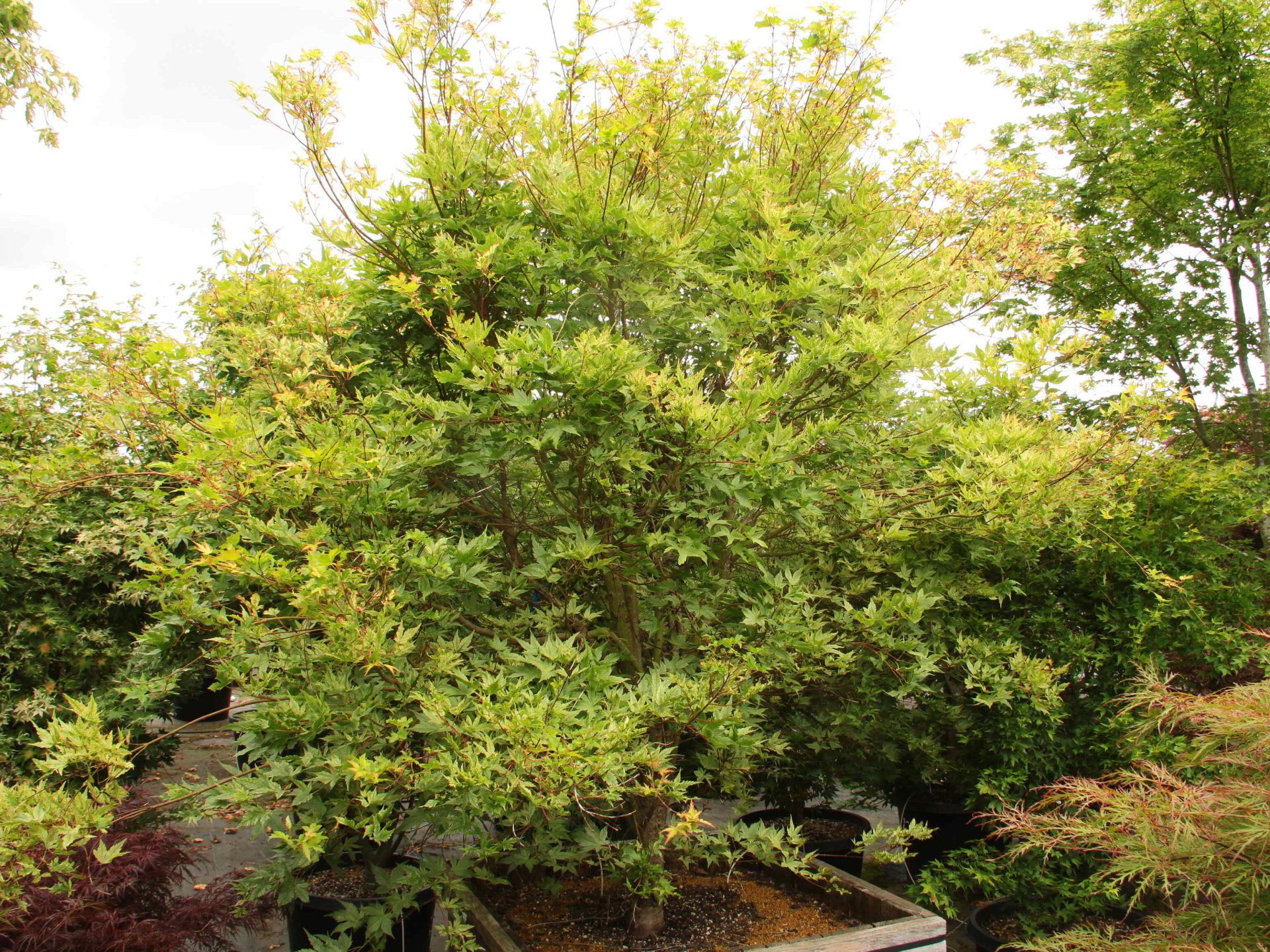 Acer Palmatum 'murakumo' Specimen 2091 