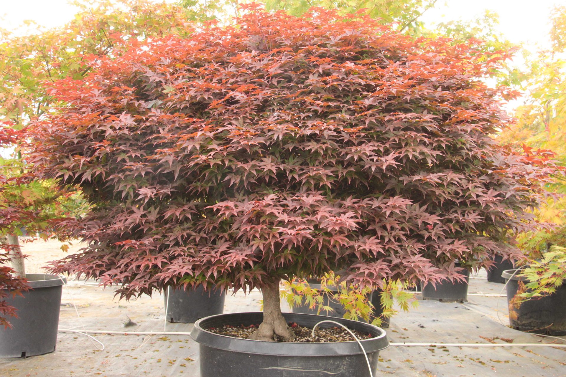 Acer Palmatum Rhode Island Red Specimen 2370