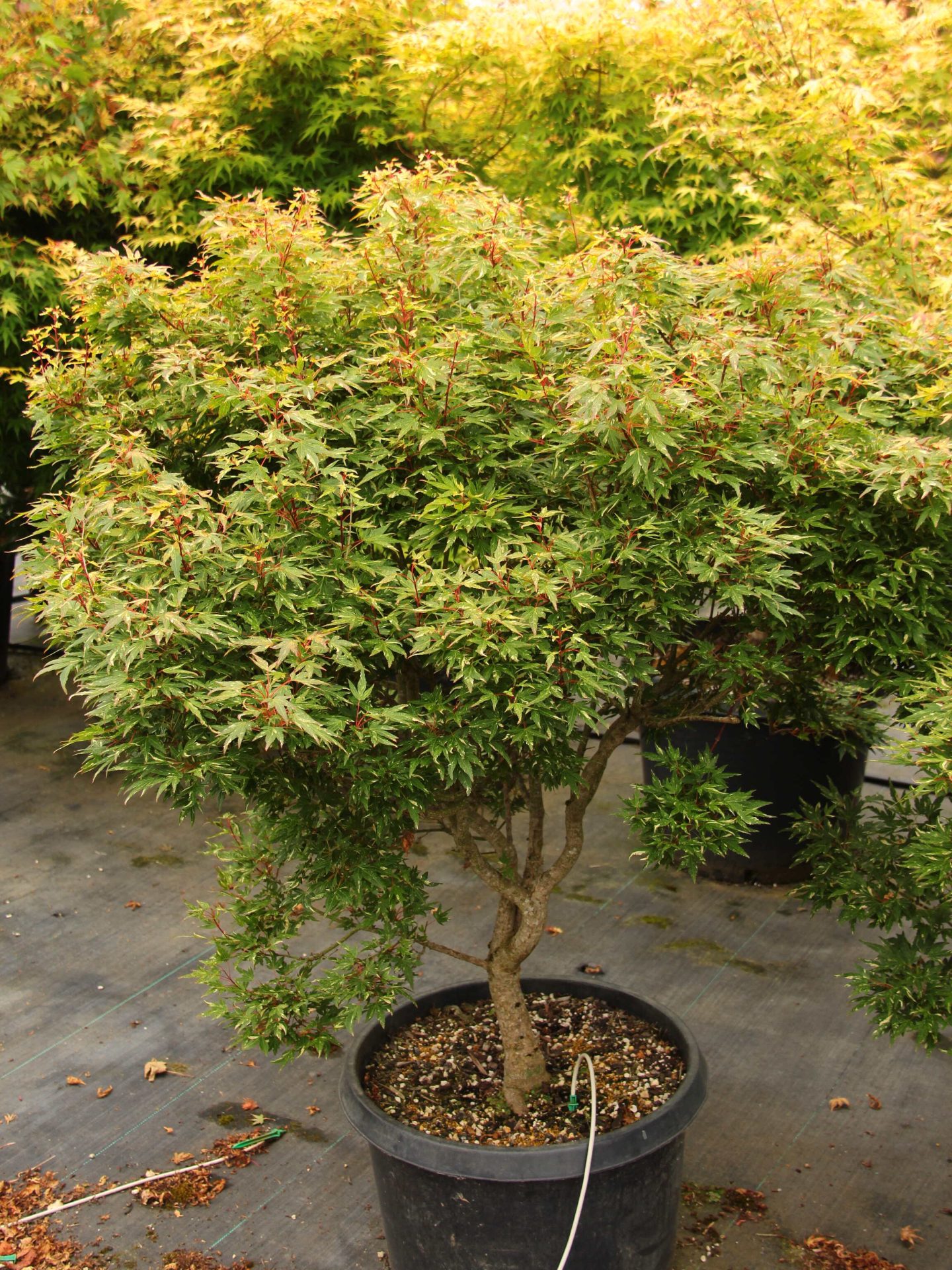 Acer palmatum 'Ryugu' Specimen 2364 | Conifer Kingdom