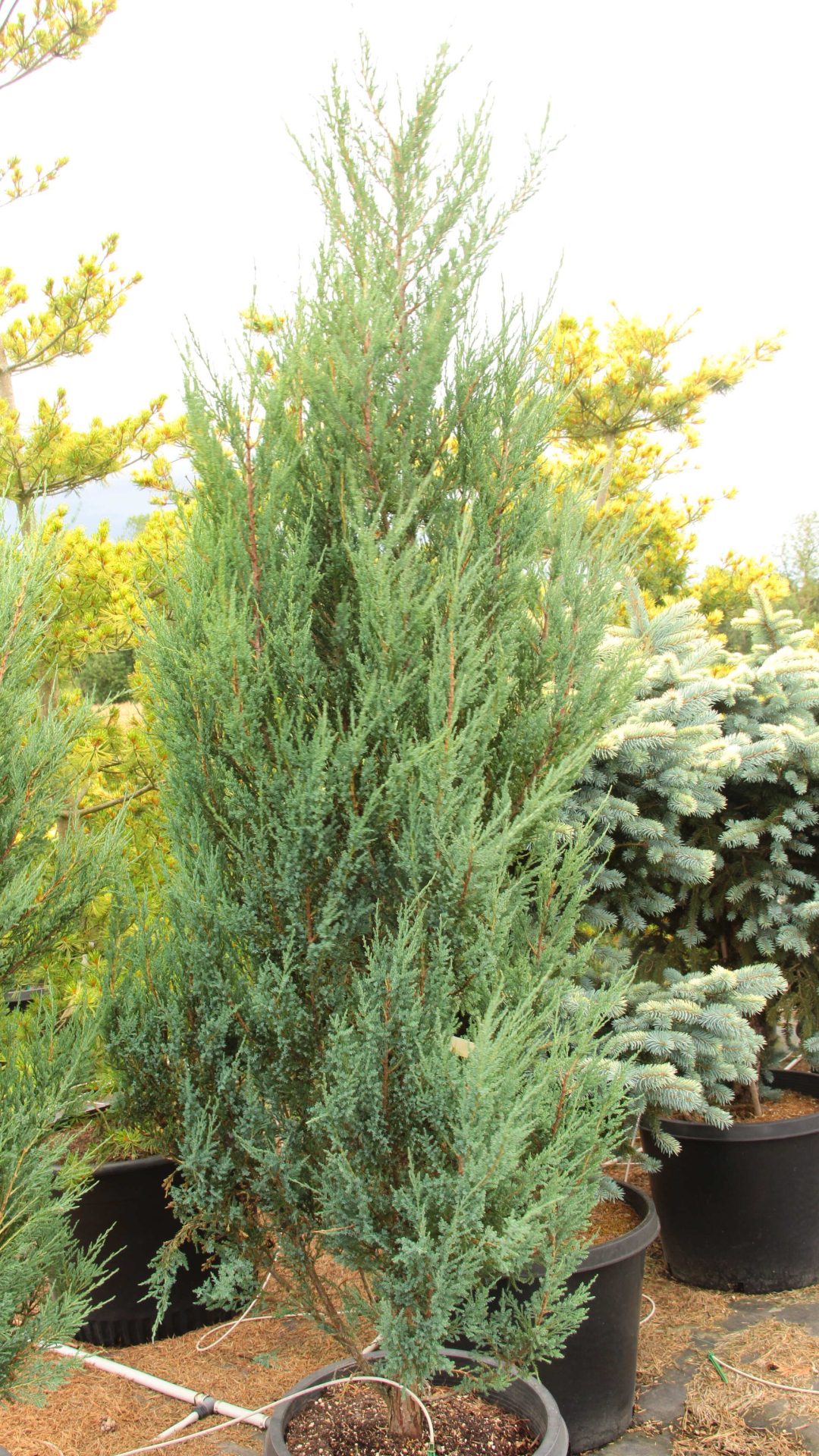 Juniperus scopulorum 'Blue Arrow' Specimen 2390