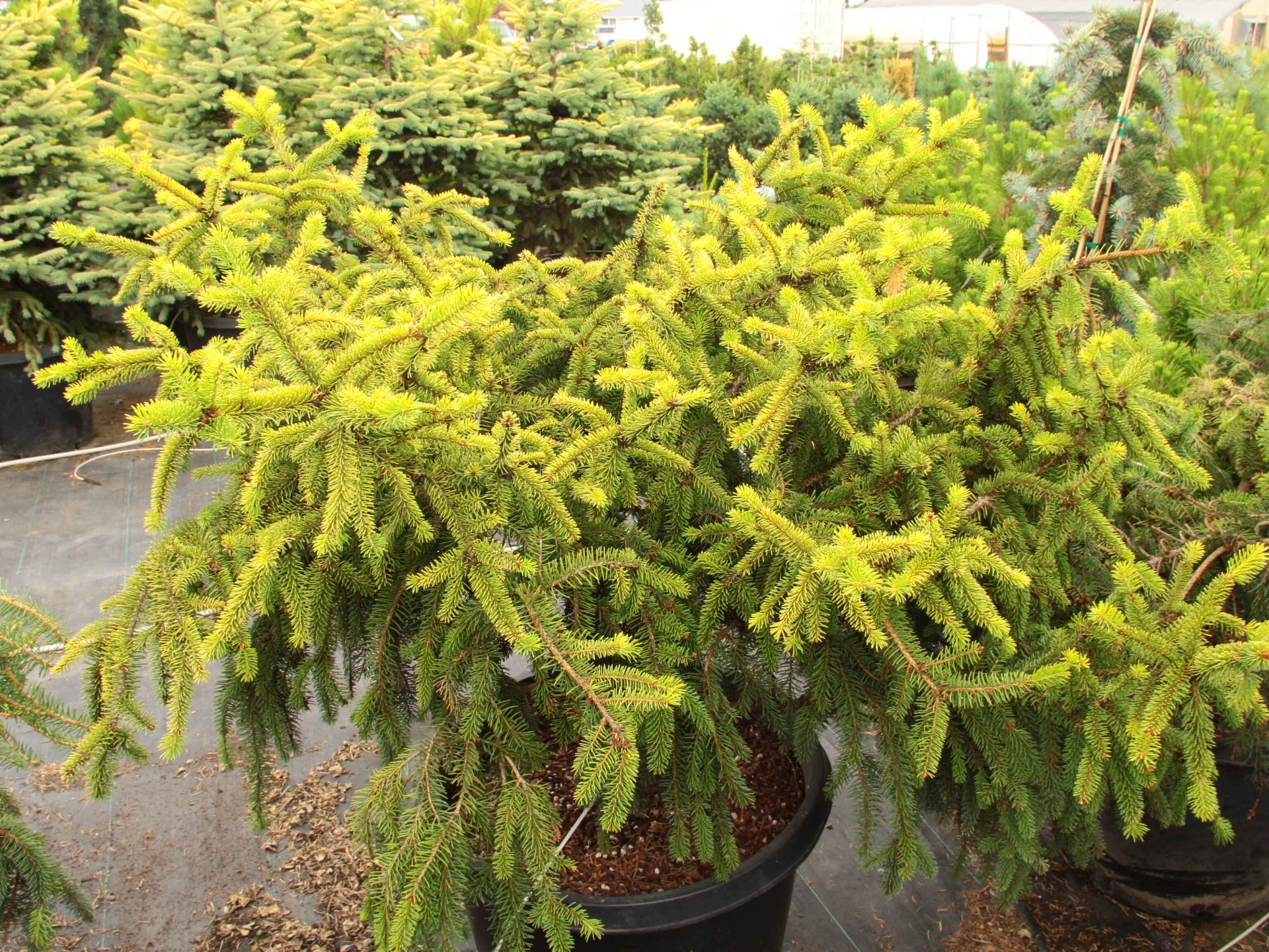 Picea abies 'Decak' Specimen 2405 | Conifer Kingdom