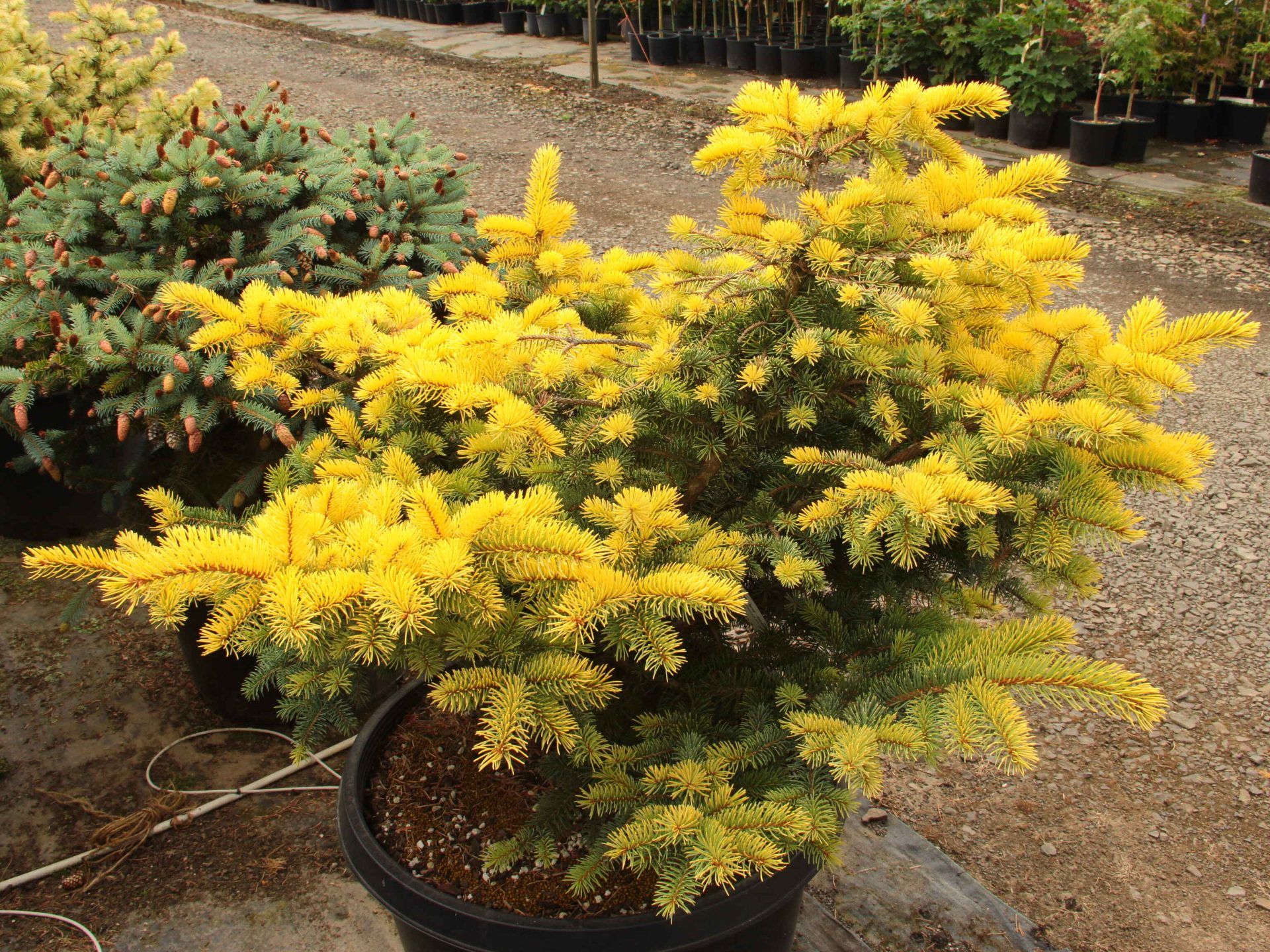 Picea Pungens 'aurea' (spreading) Specimen 2402 