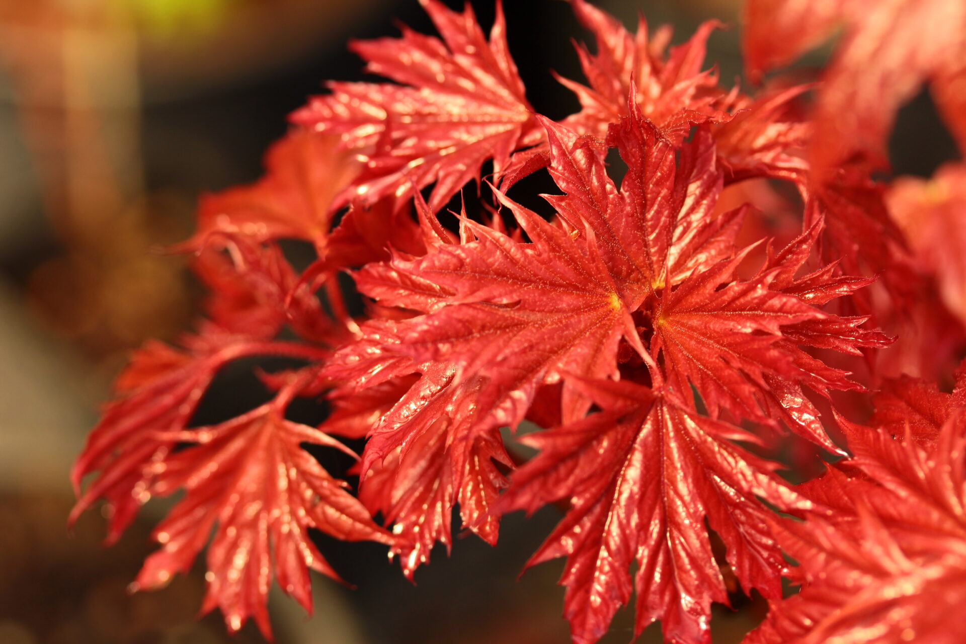 'Holata' Norway Maple | Conifer Kingdom