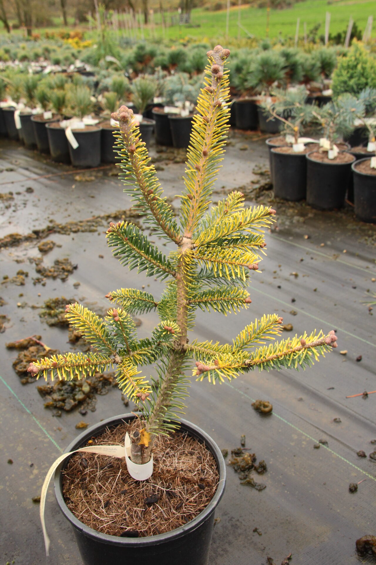 Abies balsamea 'Bruce's Variegated' Balsam Fir | Conifer Kingdom