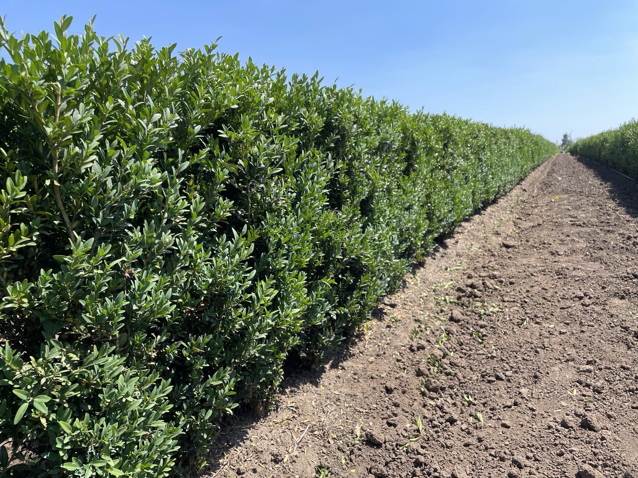 'Schmidt' Boxwood InstantHedge | Conifer Kingdom